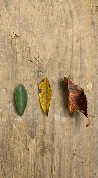 Fall Leaf Assortment 库存照片