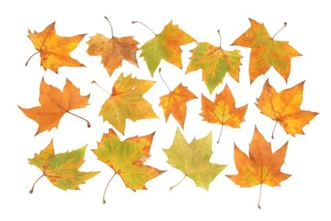 Fall leaf autumn orange fall maple leaf isolated on white Copyright: xZoon... Stock Photos