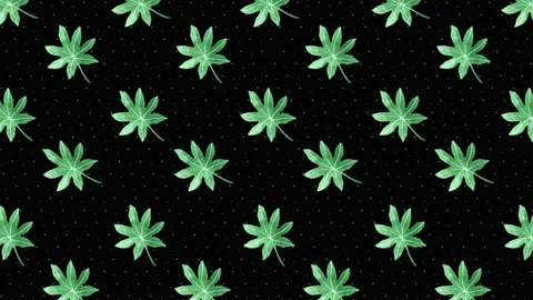 Fall Leaf Background on black Stock Footage 212453039