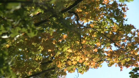 Fall leaf background Stock-Footage 566579