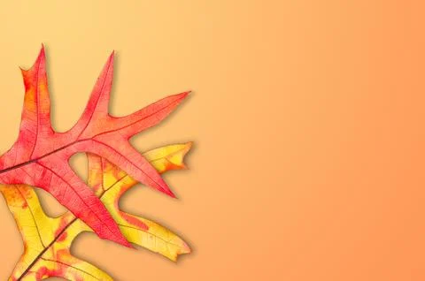 Fall leaf background Stock Photos