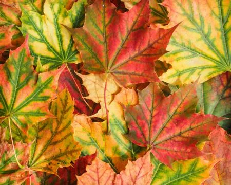 Fall leaf background Stock Photos