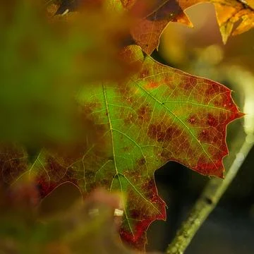 Fall Leaf beautiful color Foto stock