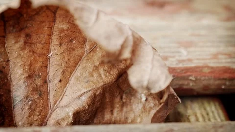 Fall leaf blowing in the wind nature background stock footage Stock Footage 108512219
