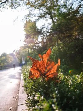 Fall leaf on bush. Nature background Stock Photos