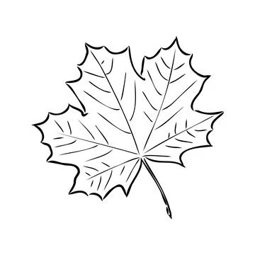 Fall leaf clipart, black and white leaf drawing, vector clipart 스톡 일러스트