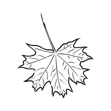 Fall leaf clipart, black and white leaf drawing, vector clipart イラスト素材
