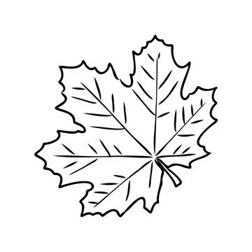 Fall leaf clipart, black and white leaf drawing, vector clipart イラスト素材