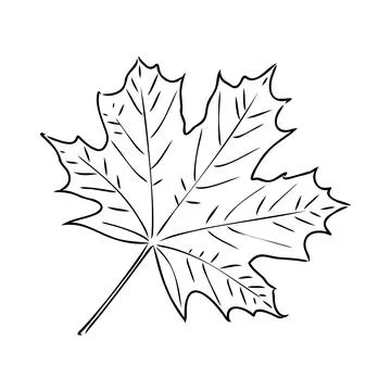 Fall leaf clipart, black and white leaf drawing, vector clipart Stock Illustration