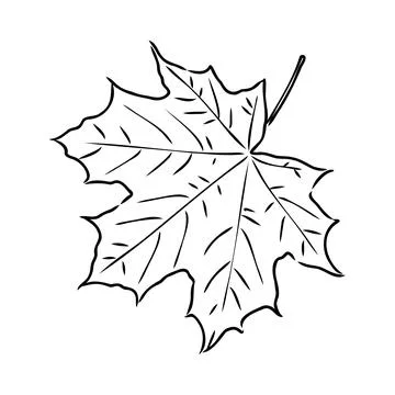 Fall leaf clipart, black and white leaf drawing, vector clipart Stock Illustration