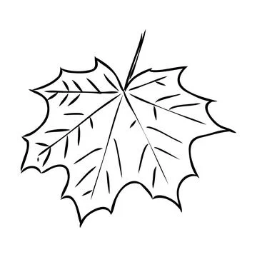 Fall leaf clipart, black and white leaf drawing, vector clipart イラスト素材