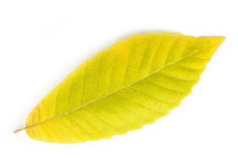Fall leaf closeup on a white background Foto stock