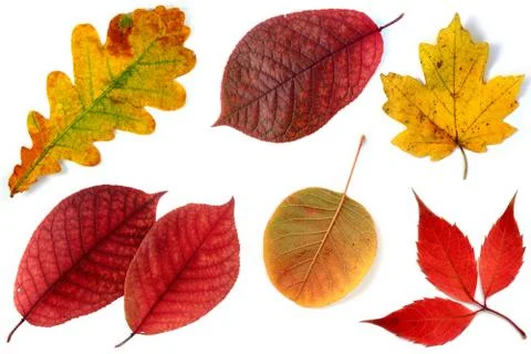 Fall leaf collection Stock Photos