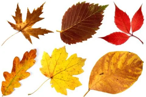 Fall leaf collection Stock Photos