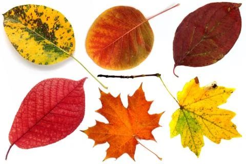 Fall leaf collection Stock Photos