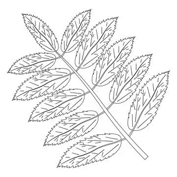 Fall Leaf Coloring Page Stock Illustration