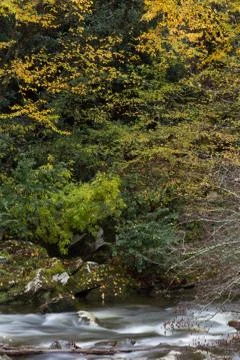 Fall leaf colors over a mountain stream Stock Photos