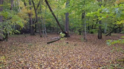 Fall Leaf Fall Forest Stock Footage 149187438
