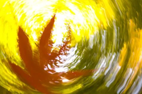 Fall leaf falling Washington Park Arboretum, Seattle, WA, USA Stock Photos