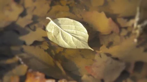 Fall Leaf Floating in Puddle Видео 8978501