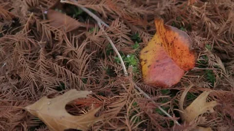 Fall Leaf Stock Footage 11016492