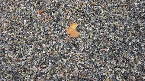 Fall leaf Stock Footage 163863779