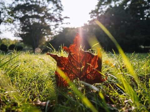 Fall leaf on grass with sunrise behind Stock Photos