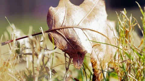 Fall leaf on ground blowing in wind 스톡 동영상 10579804
