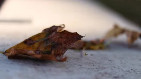 Fall leaf on ground Stock Footage 149194430