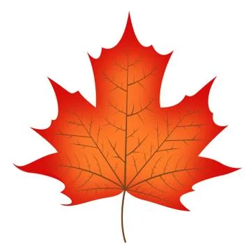 Fall leaf - illustration Stock Illustration