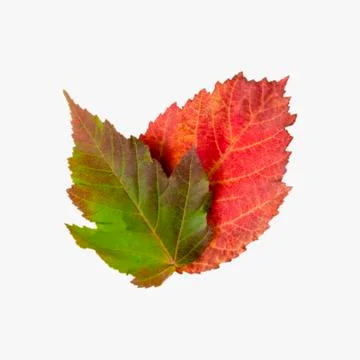Fall leaf isolated on white background Stock Photos