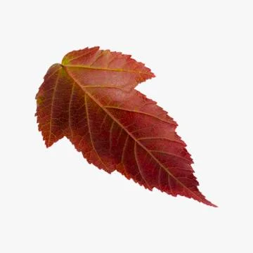 Fall leaf isolated on white background Stock Photos