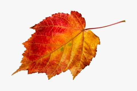 Fall leaf isolated on white background Stock Photos