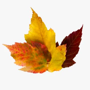 Fall leaf isolated on white background Stock Photos