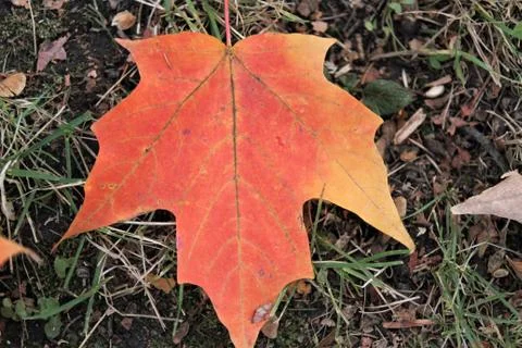 Fall leaf lying on the grass Stock Photos