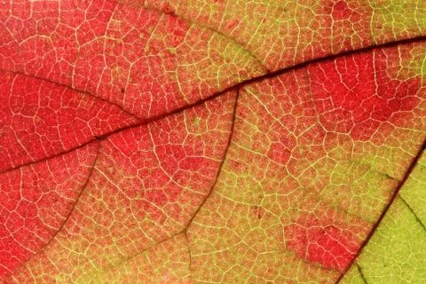 Fall leaf macro Stock Photos