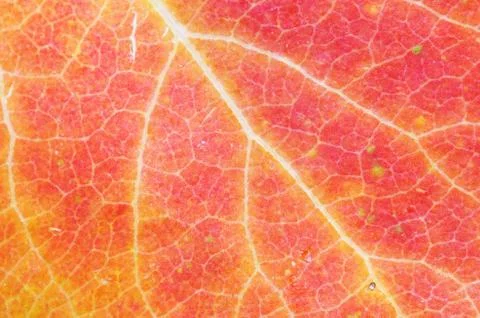 Fall leaf macro Stock Photos