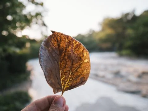 Fall leaf in man's hand Stock Photos