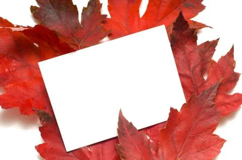 Fall leaf note-card Stock Photos