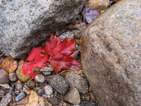 Fall Leaf Pemigewassat River Stock Photos