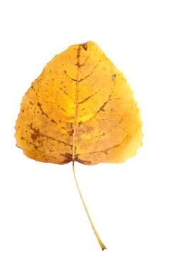 Fall leaf Stock Photos