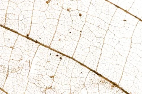 Fall leaf Stock Photos