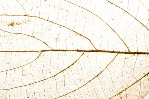 Fall leaf Stock Photos