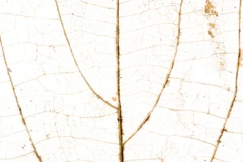 Fall leaf Stock Photos