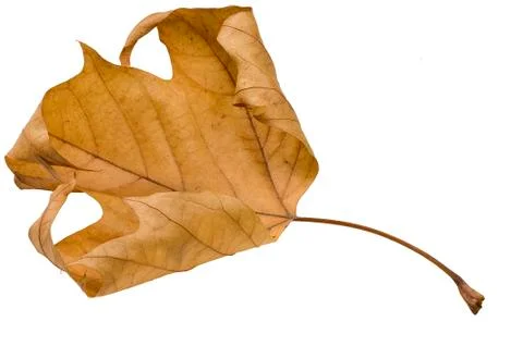 Fall leaf Stock Photos