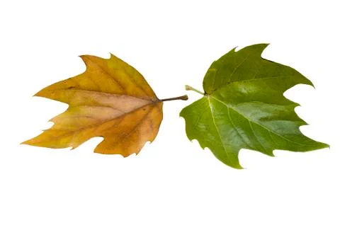 Fall leaf Stock Photos