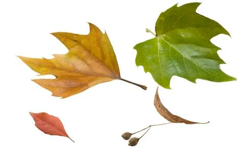 Fall leaf Stock Photos