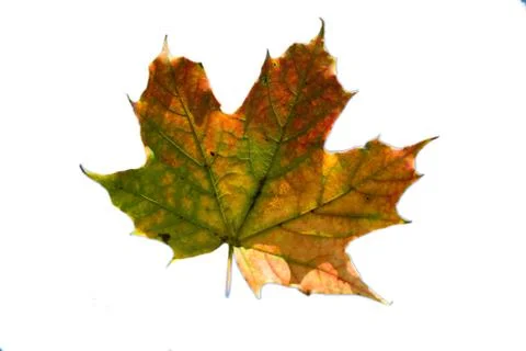Fall Leaf Stock Photos