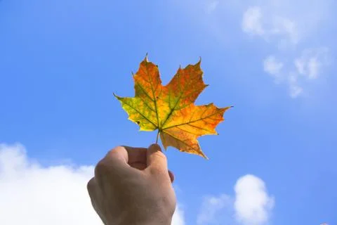 Fall Leaf Foto stock