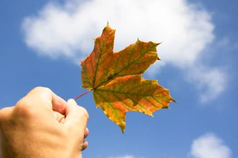 Fall Leaf Stock Photos